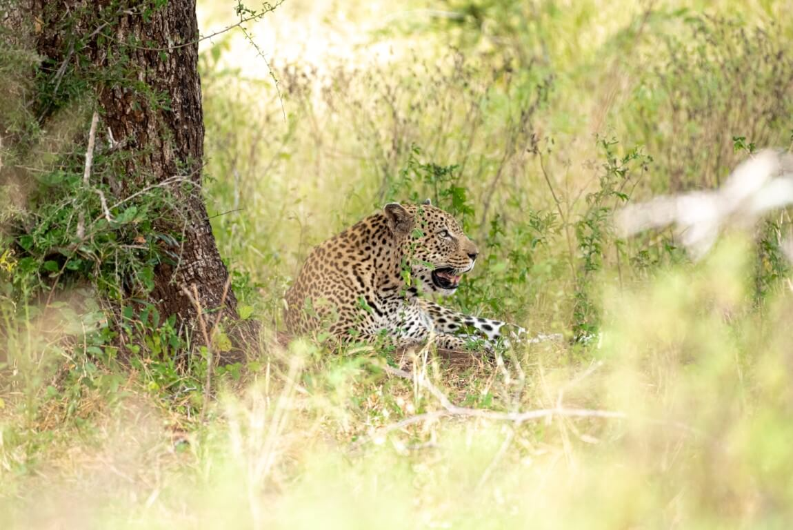 Leopard