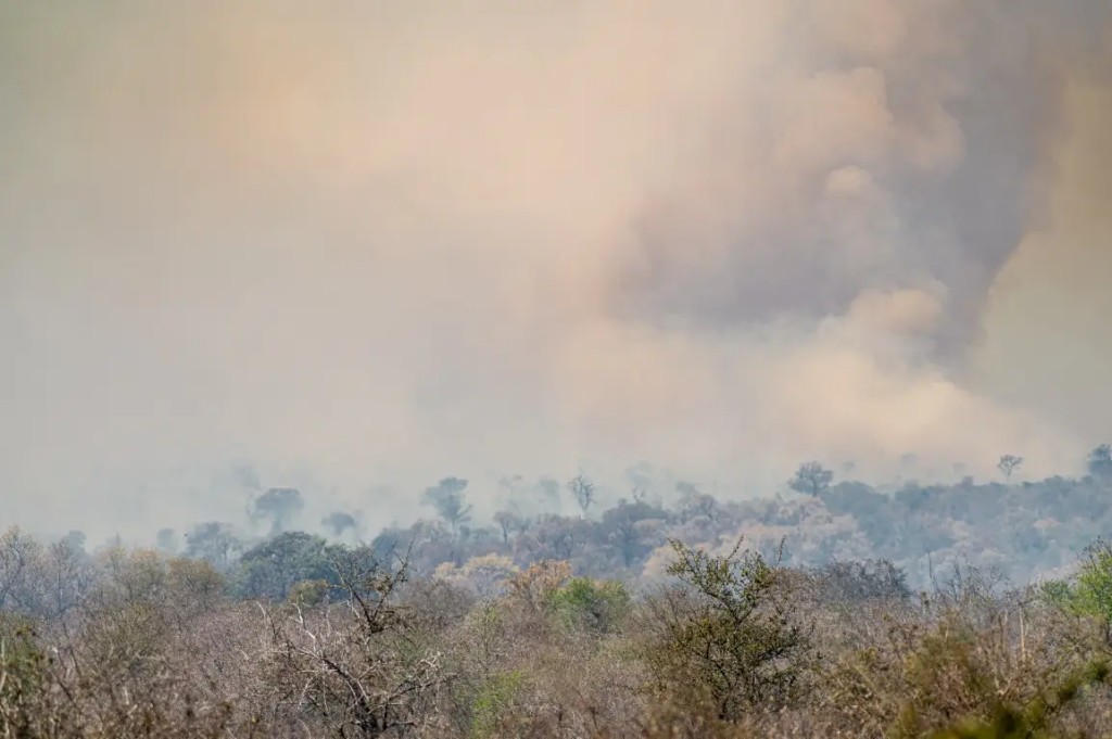 Controlled Burning in Kruger: Why SANParks Sets the Bush Alight