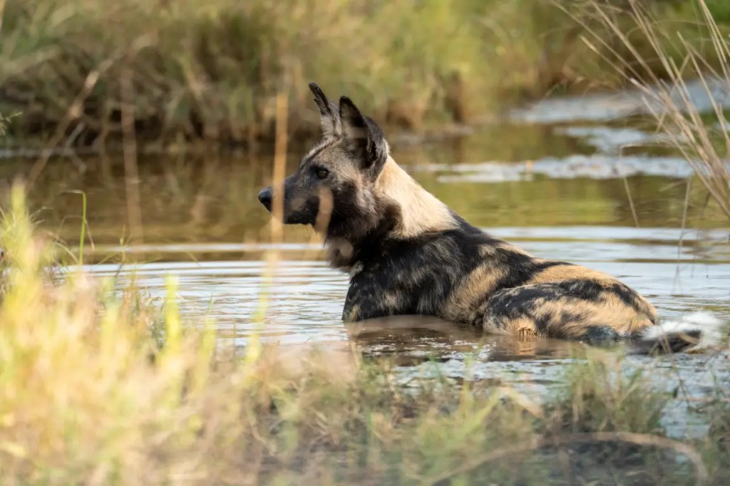 The Ethics of Sharing Sightings on Social Media and Apps