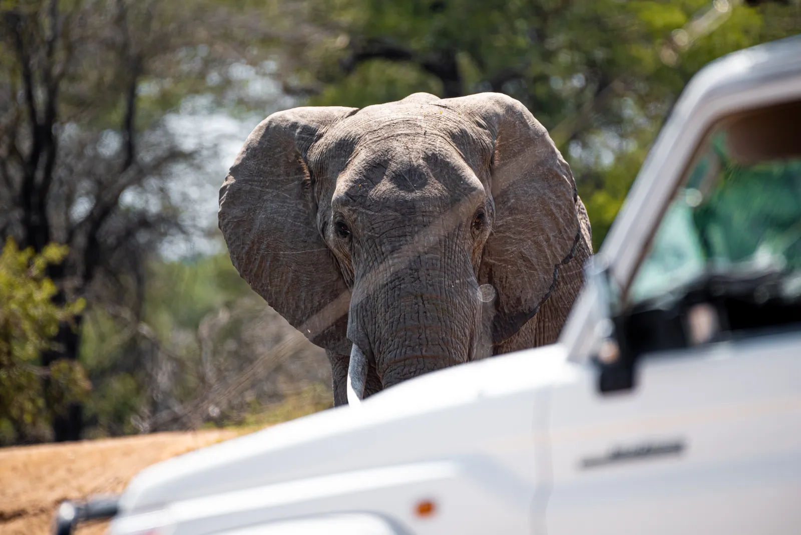 Best Game Drive Routes in Southern Kruger