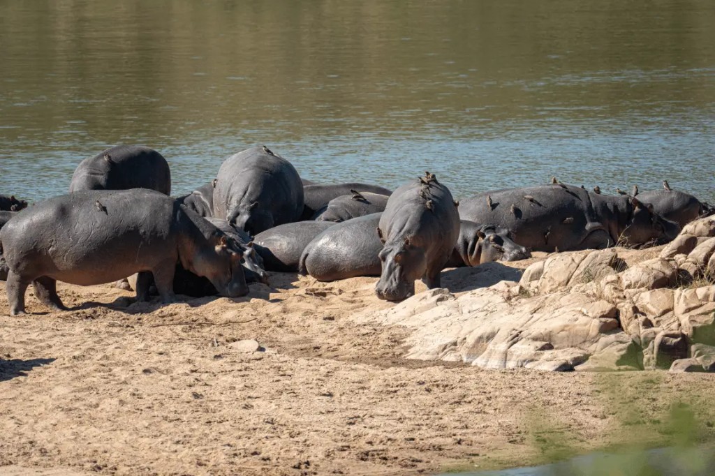 How Weather Changes Animal Behaviour in Kruger